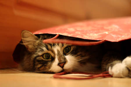Pretty fluffy cat looked up from gift-wrapping red bagの写真素材