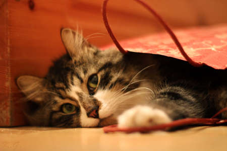 Pretty fuffy cat looking up from gift-wrapping red bagの写真素材