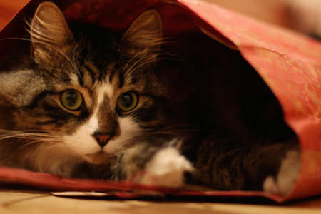 Fuffy big-eyed cat looked up from gift-wrapping red bag の写真素材