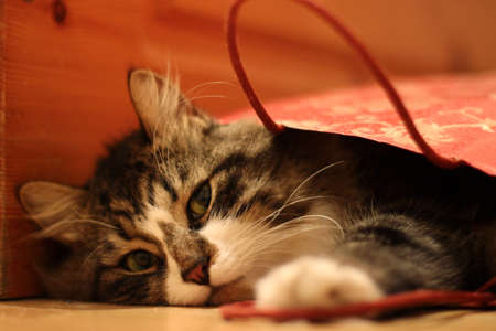 Pretty fluffy cat packed itself as a gift in a red bagの写真素材