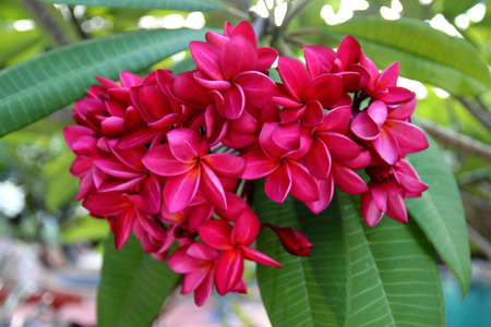 Beautiful pink frangipani flowers on the exotic thai tree with big leavesの写真素材