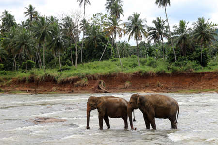 couple of elephants crosses the riverの写真素材