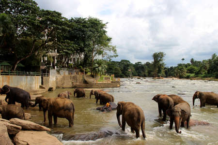 elephants swimming at the river on Sri Lankaの写真素材