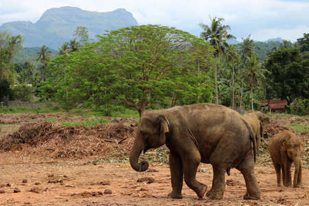 baby elephant walking in the jungle on the mountain and trees backgroundの写真素材
