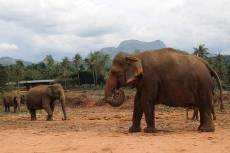 elephant walking in the jungle on the mountain and trees backgroundの写真素材
