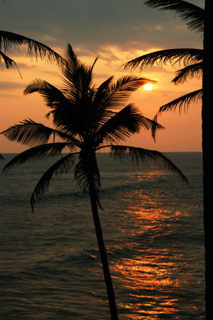 sunset over the sea and palm trees silhouettesの写真素材