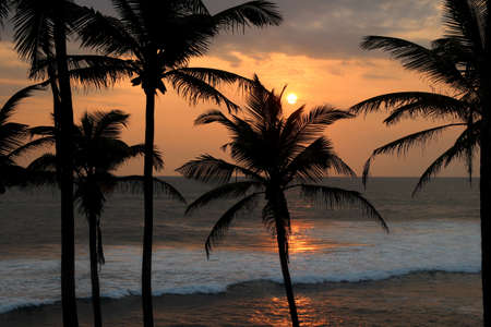 romantic sunset over the sea waves and palm trees silhouettesの写真素材
