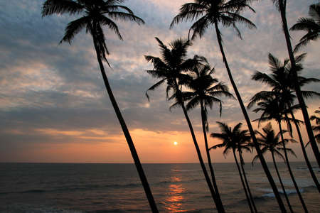 view of the sunset by the sea through the silhouettes of palm treesの写真素材