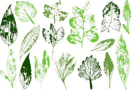 Vector branches and leaves. Vintage botanical illustration.Elements for eco and bio logos.のイラスト素材