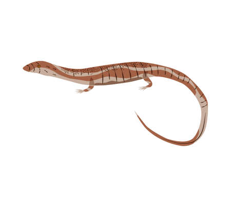 Funny cartoon mammals, reptiles, birds icons of Australian continent isolated on white background.のイラスト素材