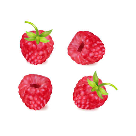 Set of realistic ripe berryes on a white background.The berryes for advertising,labels,organic agriculture symbol.のイラスト素材