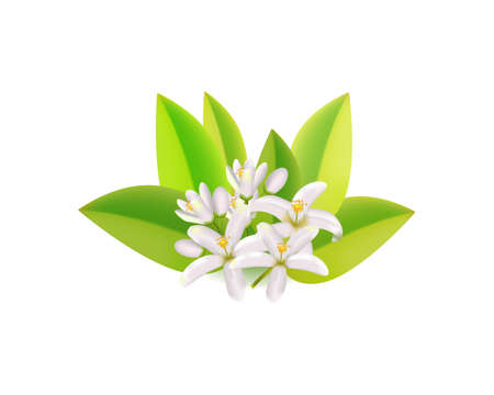 Realistic orange flowering branch, leaves, neroli flowers and bud.のイラスト素材
