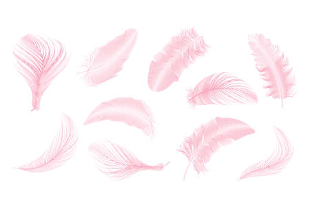 Vector gold,pink ,silver feathers collection set on a white background.のイラスト素材