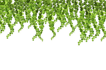 Green vine, liana or ivy hanging from above or climbing the wall.のイラスト素材