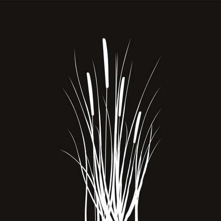 Black silhouette of reeds.Vector illustration.Sedge, cane, bulrush, or grass on a white background.のイラスト素材