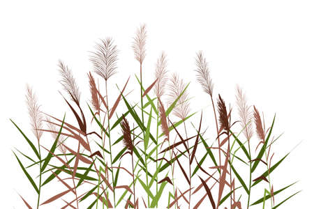 Silhouette of reeds, sedge, cane, bulrush, or grass on a white background.Vector illustration.のイラスト素材