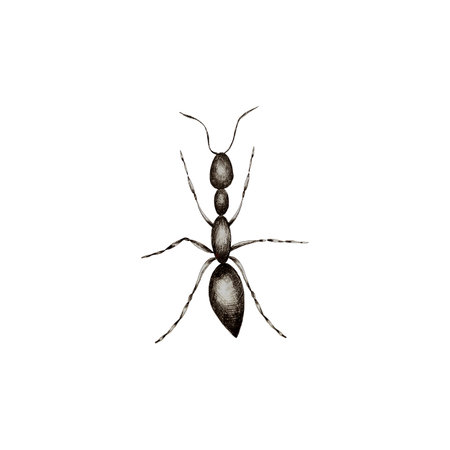A colony of worker ants. Black ants paving the way to their goal.のイラスト素材