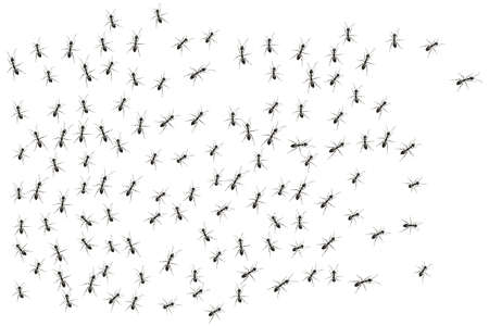 A colony of worker ants. Black ants paving the way to their goal.のイラスト素材