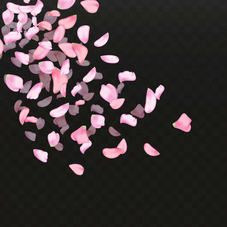 Nature horizontal black background.Pink falling sakura petals.のイラスト素材