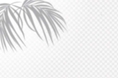 The effect of overlaying shadows. Natural light layout.Realistic shadow tropical leaves and branches on transparent checkered background.のイラスト素材