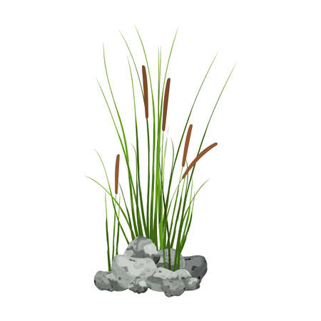 Cane silhouette on white background.Hand drawn reed or pampas grass surrounded by gray stones.のイラスト素材