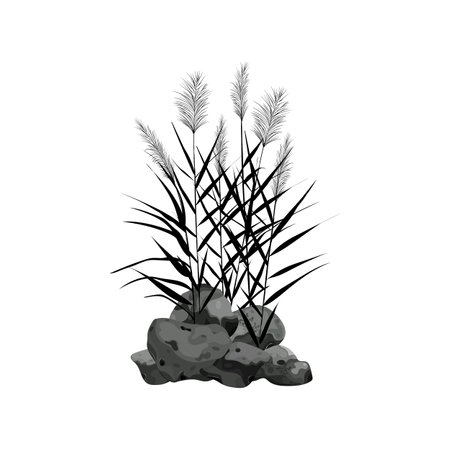 Sedge, stone,cane, bulrush, or grass on a white background.Vector illustration.Black silhouette of reeds.のイラスト素材