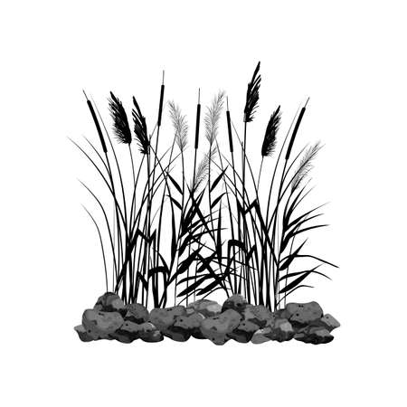 Vector illustration.Black silhouette of reeds, sedge, stone,cane, bulrush, or grass on a white background.のイラスト素材