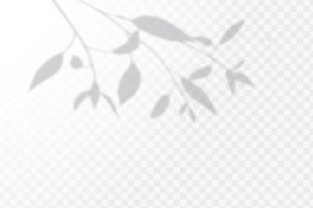 . The effect of overlaying shadows. Natural light layout.Realistic shadow tropical leaves and branches on transparent checkered backgroundのイラスト素材