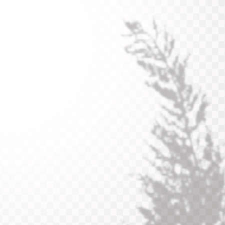 Effect Template for social media backgrounds, product presentations, photo shots.Soft shadow form window and plants, light overlay effect. Scenes of natural lighting.のイラスト素材