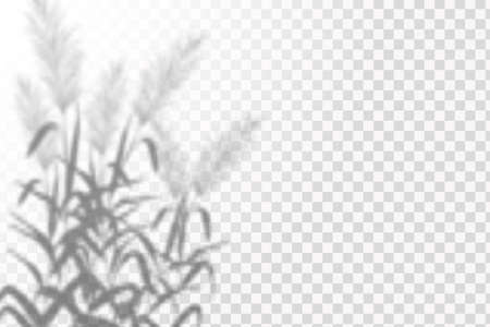 The effect of overlaying shadows. Natural light layout.Realistic shadow tropical leaves and branches on transparent checkered background.のイラスト素材