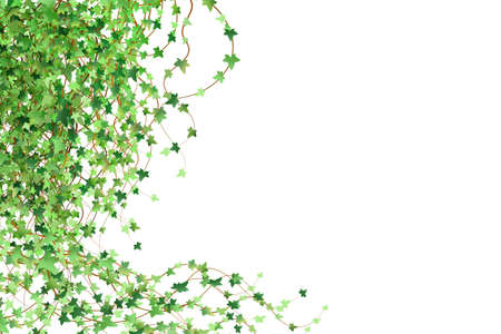 Green vine, creeper or ivy hanging from above or climbing the wall. Decoration for garden or home. Template on white background.のイラスト素材