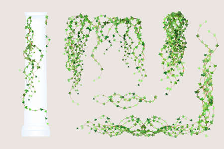 Green vine, creeper or ivy hanging from above or climbing the wall. Decoration for garden or home. Template on white background.のイラスト素材