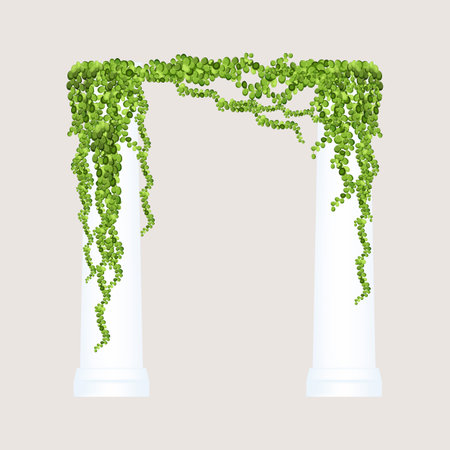 Green vine, creeper or ivy hanging from above or climbing the wall. Decoration for garden or home. Template on white background.のイラスト素材