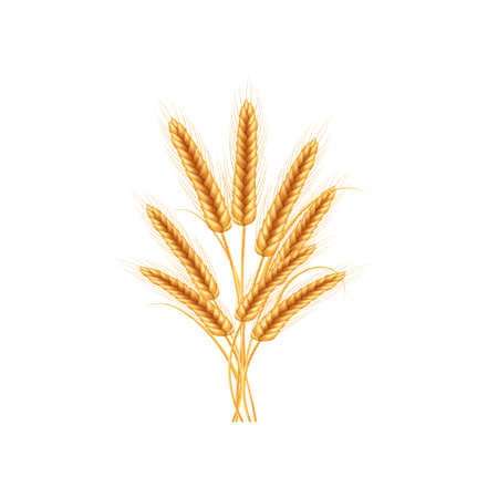Ripe spikelets of wheat with grains,ears and stalks.Realistic illustration of seed plants,organic farming.Healthy lifestyle element.のイラスト素材