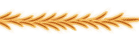 Ripe spikelets of wheat with grains,ears and stalks.Realistic illustration of seed plants,organic farming.Healthy lifestyle element.のイラスト素材