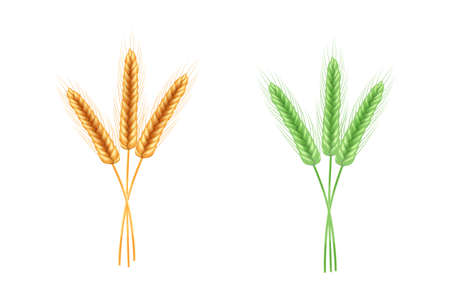 Ripe spikelets of wheat with grains,ears and stalks.Realistic illustration of seed plants,organic farming.Healthy lifestyle element.のイラスト素材