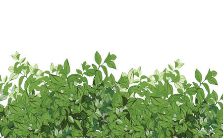 Set of ornamental green plant in the form of a hedge.Realistic garden shrub, seasonal bush, boxwood, tree crown bush foliage.For decorate of a park, a garden or a green fence.のイラスト素材