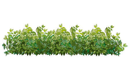 Set of ornamental green plant in the form of a hedge.Realistic garden shrub, seasonal bush, boxwood, tree crown bush foliage.For decorate of a park, a garden or a green fence.のイラスト素材