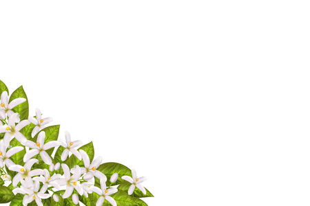 Realistic orange flowering branch, leaves, neroli flowers and bud. Perfumery and medical plant.のイラスト素材