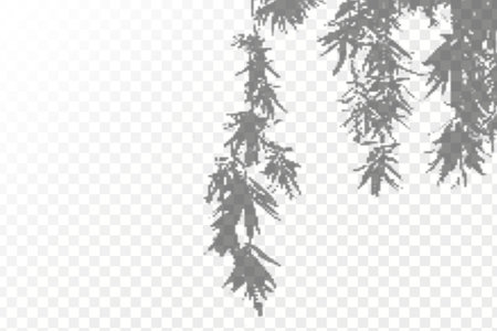 The effect of overlaying shadows. Realistic shadow tropical leaves and branches on transparent checkered background. Natural light layout.のイラスト素材