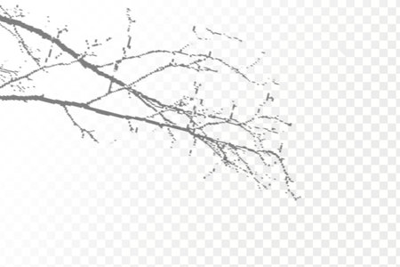 The effect of overlaying shadows. Realistic shadow tropical leaves and branches on transparent checkered background. Natural light layout.のイラスト素材