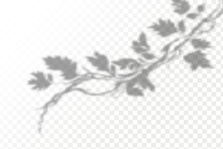 The effect of overlaying shadows. Realistic shadow tropical leaves and branches on transparent checkered background. Natural light layout.のイラスト素材
