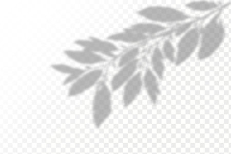 The effect of overlaying shadows. Realistic shadow tropical leaves and branches on transparent checkered background. Natural light layout.のイラスト素材