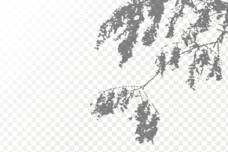 The effect of overlaying shadows. Realistic shadow tropical leaves and branches on transparent checkered background. Natural light layout.のイラスト素材