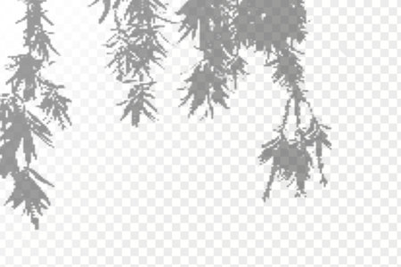 The effect of overlaying shadows. Realistic shadow tropical leaves and branches on transparent checkered background. Natural light layout.のイラスト素材