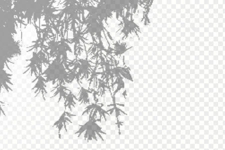 The effect of overlaying shadows. Realistic shadow tropical leaves and branches on transparent checkered background. Natural light layout.のイラスト素材