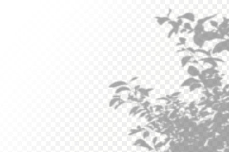 Shadow overlay effect for photo and mockup. Realistic shadow of leaves on transparent background.のイラスト素材
