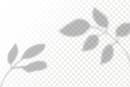 Shadow overlay effect. Realistic shadow of leaves on transparent background. Vector illustration.のイラスト素材