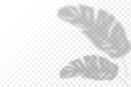 Shadow overlay effect for photo and mockup. Realistic shadow of leaf on transparent background. Vector illustration.のイラスト素材