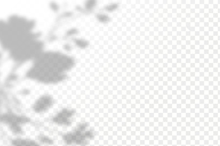 Shadow overlay effect for photo and mockup. Realistic shadow of tree branches on transparent background.のイラスト素材
